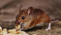 24 Hour & Emergency Exterminators in Victoria, IL